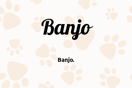 Banjo 🐶 - Dog Name Meaning & Popularity | PupNames.com™