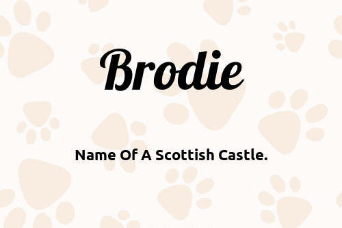 Brodie dog name meaning