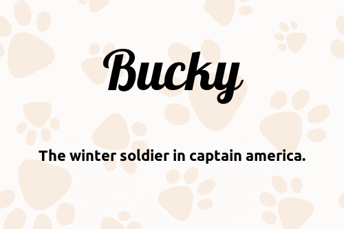 Bucky dog name meaning