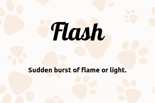 Flash dog name meaning