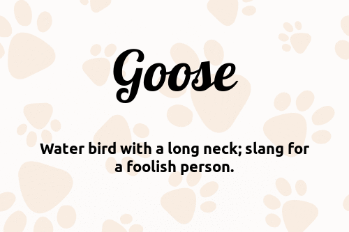 Goose dog name meaning