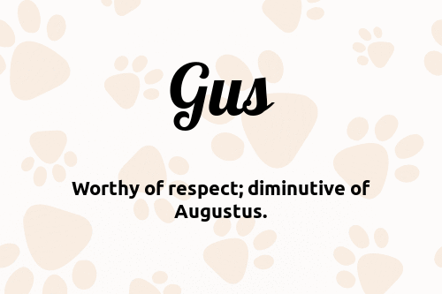 Gus dog name meaning