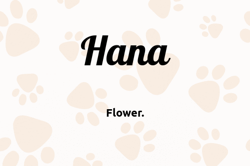 Hana Dog Name Meaning Popularity Pupnames Com