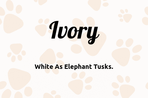 Ivory dog name meaning