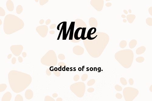 Mae Dog Name Meaning Popularity PupNames 