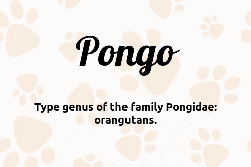 Pongo dog name meaning