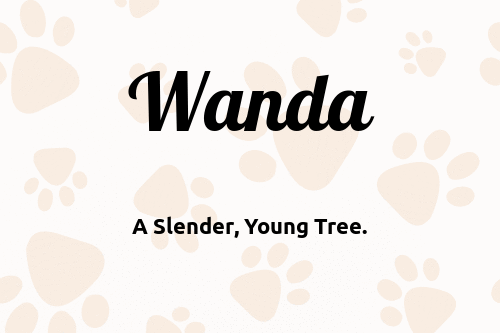 wanda-dog-name-meaning-popularity-pupnames